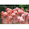 Flamingos Kingdom - Diamond Painting Kit