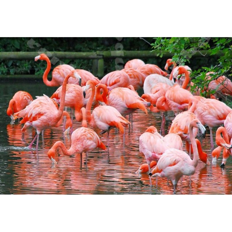 Flamingos Kingdom - ...