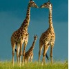 Giraffes Pair & Their Baby