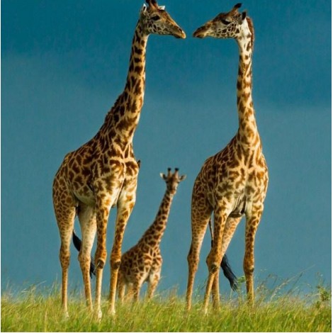 Giraffes Pair & Their Baby