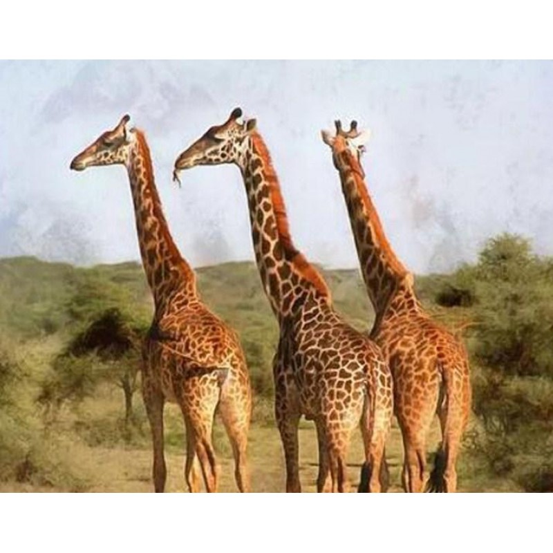Grazing Giraffes - P...
