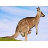 Kangaroo with her Baby