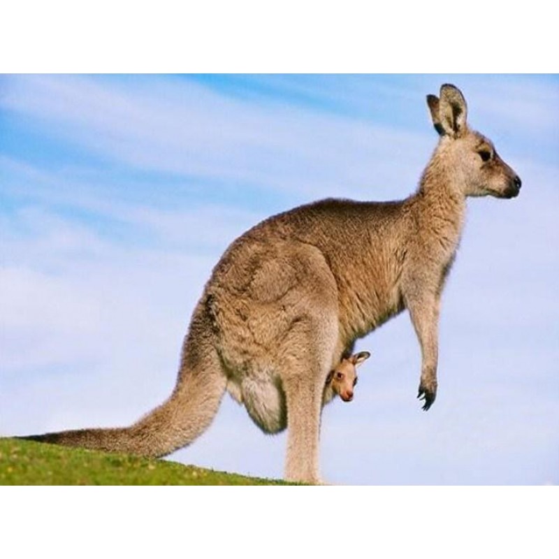 Kangaroo with her Ba...