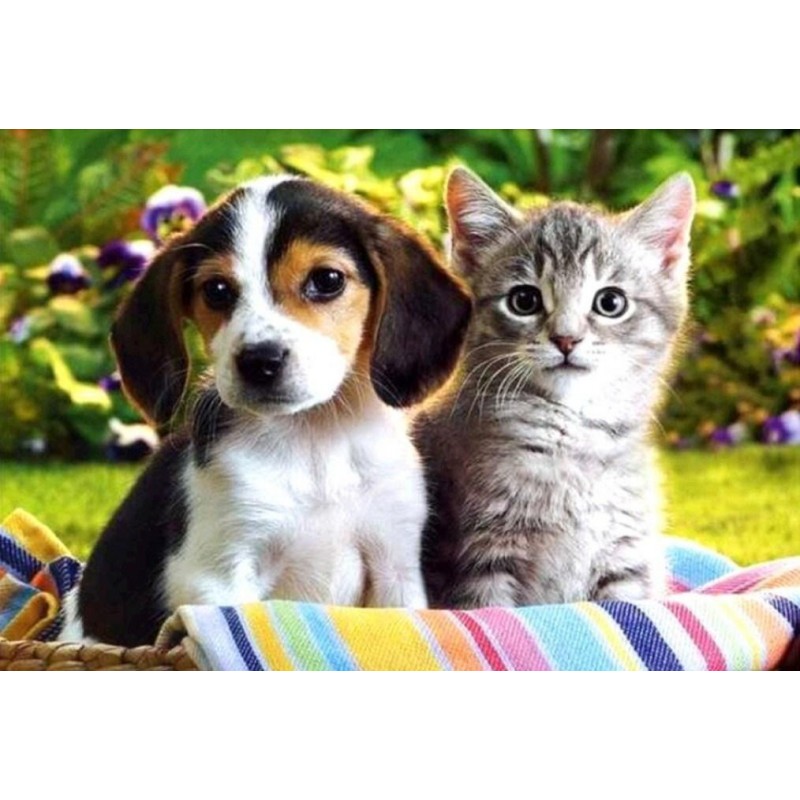 Kitty & Puppy - ...
