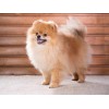 Pomeranian Puppy Diamond Painting
