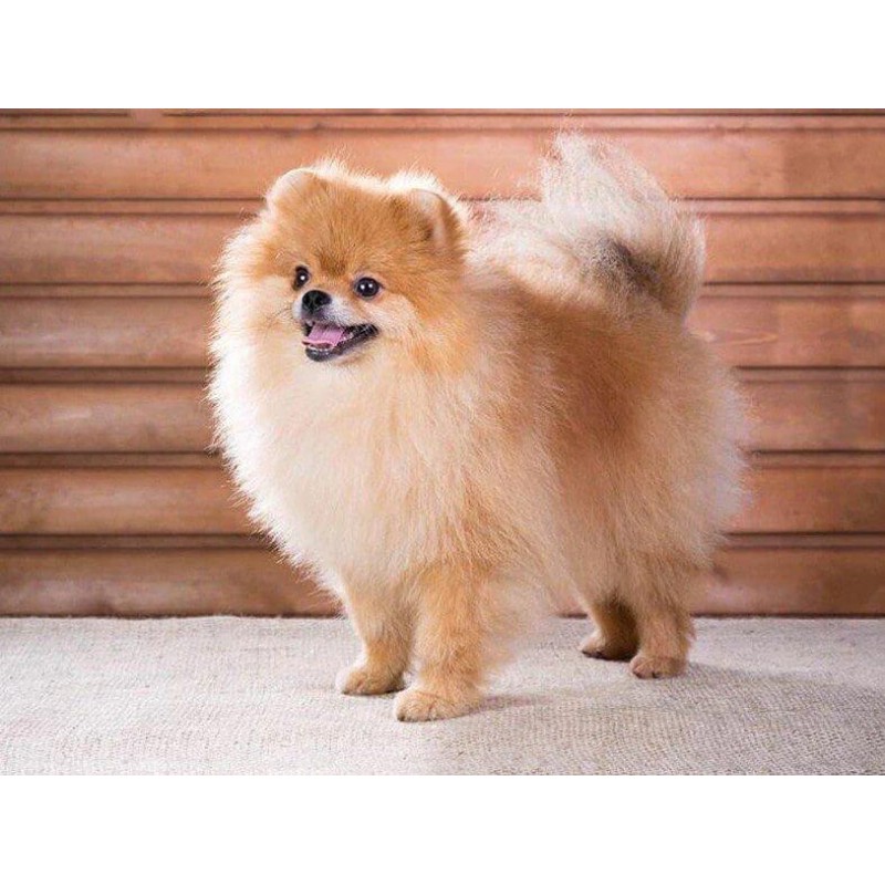 Pomeranian Puppy Dia...