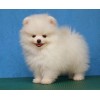 Pomeranian Fluffy Puppy Diamond Painting