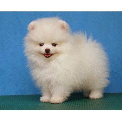 Pomeranian Fluffy Puppy Diamond Painting