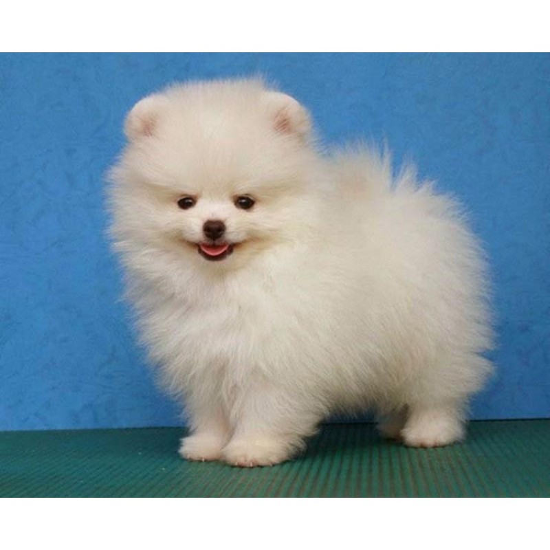 Pomeranian Fluffy Pu...