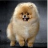 Pomeranian - Paint by Diamonds