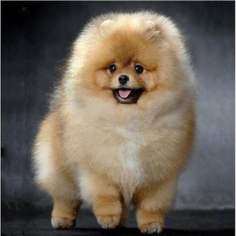 Pomeranian - Paint by Diamonds