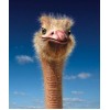 Ostrich Face Close up Diamond Painting