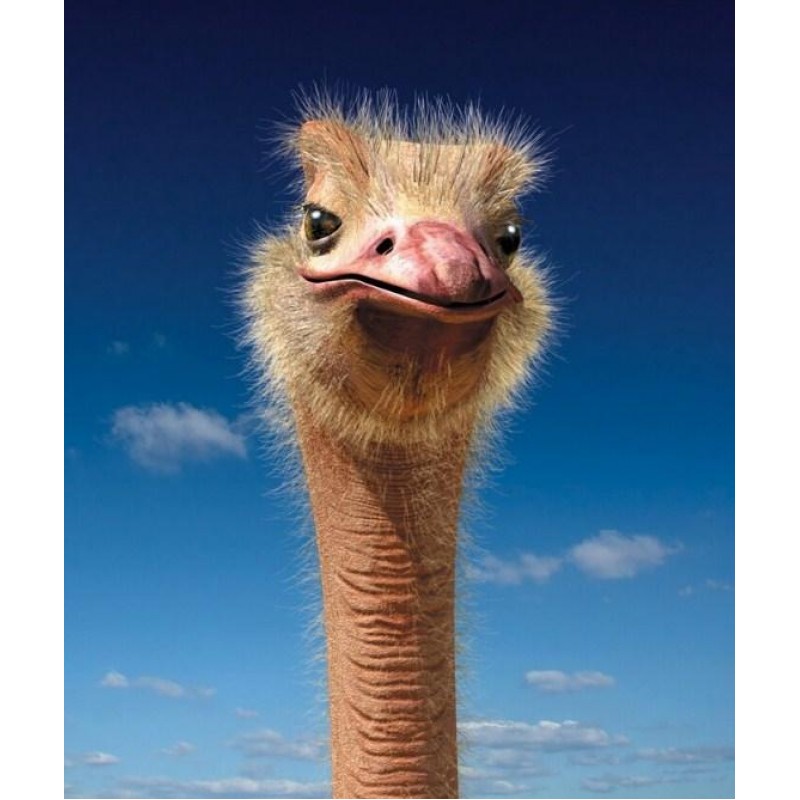Ostrich Face Close u...