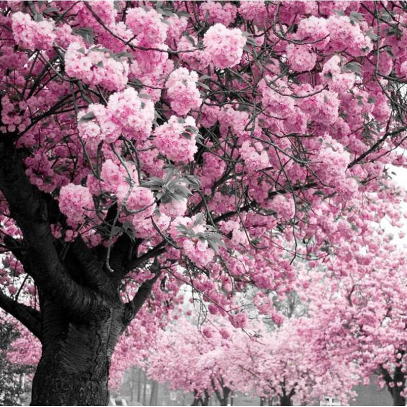 Pink Tree Diamond Pa...