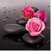 Pink Roses on Black Rocks
