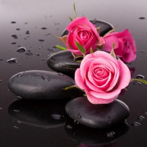 Pink Roses on Black Rocks