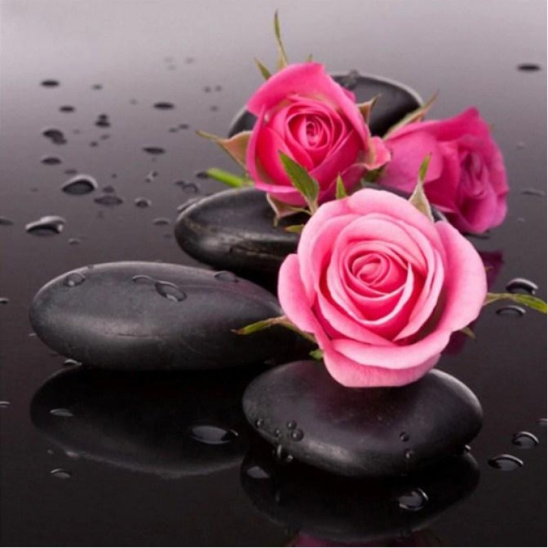 Pink Roses on Black ...