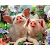 Pigs & Butterflies