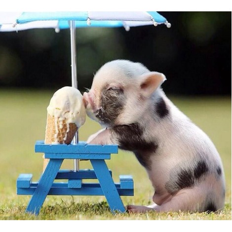 Pig Licking Ice Cream Cone