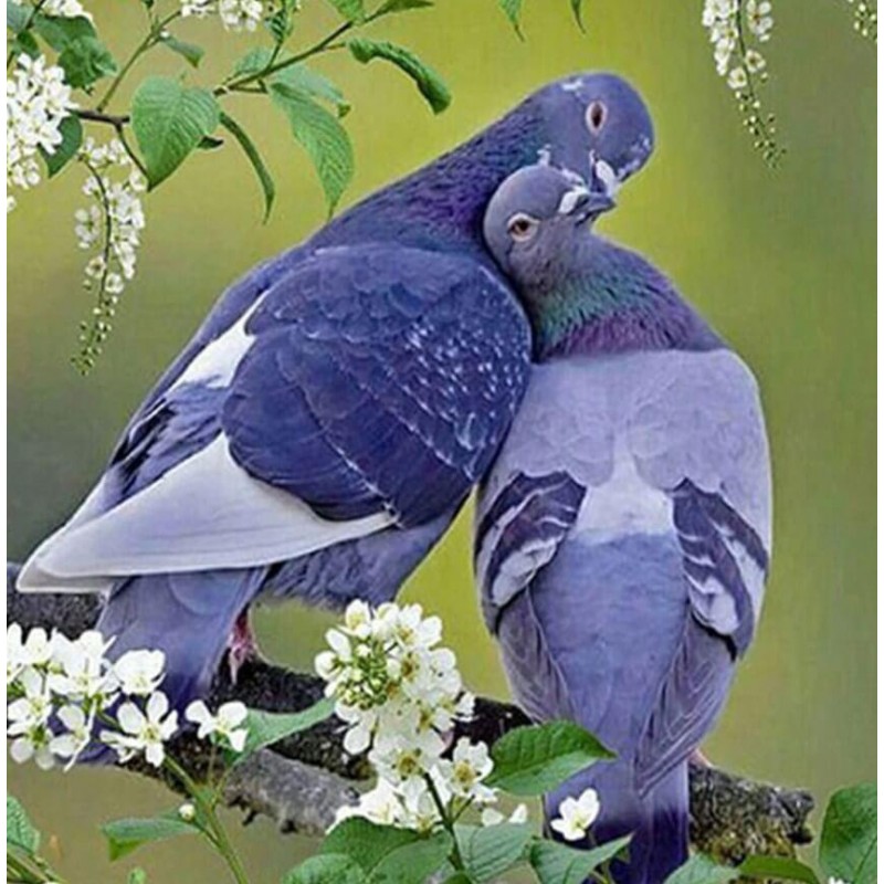 Pigeon Diamond paint...
