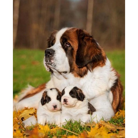 Pet Dog Saint Bernard with Puppies