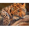 Leopard - [USA SHIPPING]