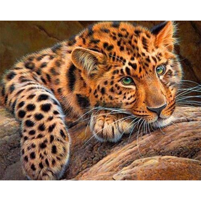 Leopard - [USA SHIPP...