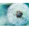 Dandelion Flower  DIY Diamond Paintings