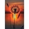 Dandelion Flower  DIY Diamond Paintings
