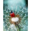 Dandelion Flower  DIY Diamond Paintings