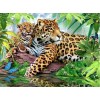 Leopard Collection DIY Diamond Paintings