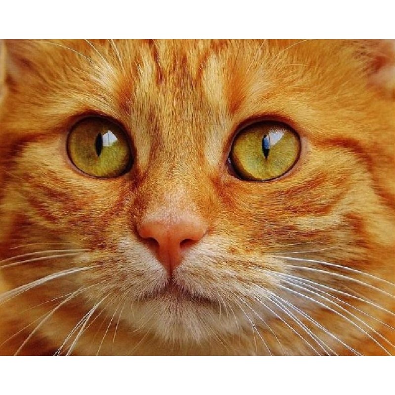 Orange Tabby Cat Diamond ...
