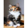 Norwegian Forest Cat Diamond Painting
