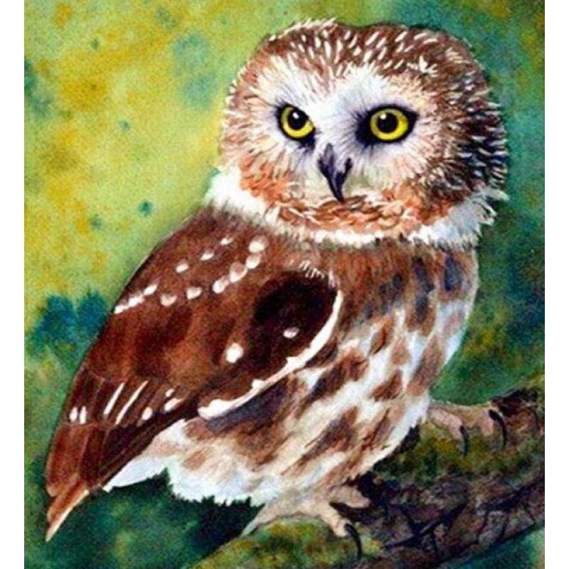 Northern Saw-Whet Ow...