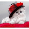A Classy Cat Painting