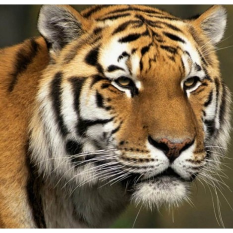 Big Cat DIY Painting Kit