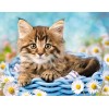 Cat & White Daisies