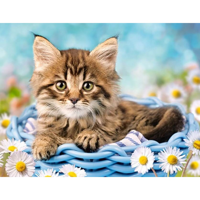 Cat & White Dais...