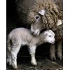Mummy & Baby Sheep
