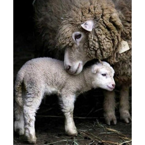 Mummy & Baby Sheep
