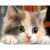 Cute Kitten Diamond Painting