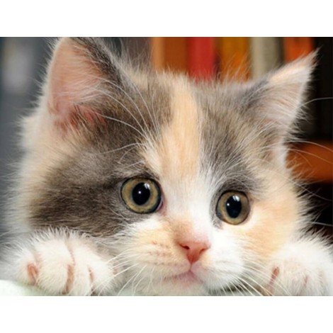 Cute Kitten Diamond Painting