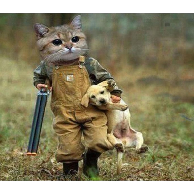 Funny Cat & Dog ...