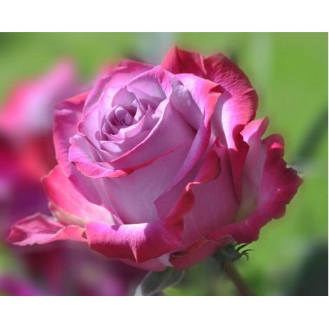 Gorgeous Pink Rose