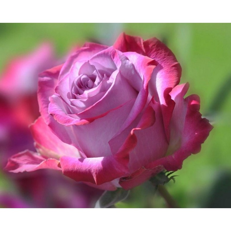Gorgeous Pink Rose