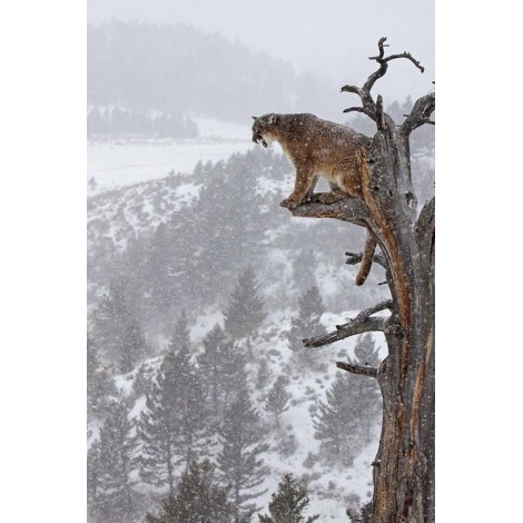 Mountain Lion on Tree
