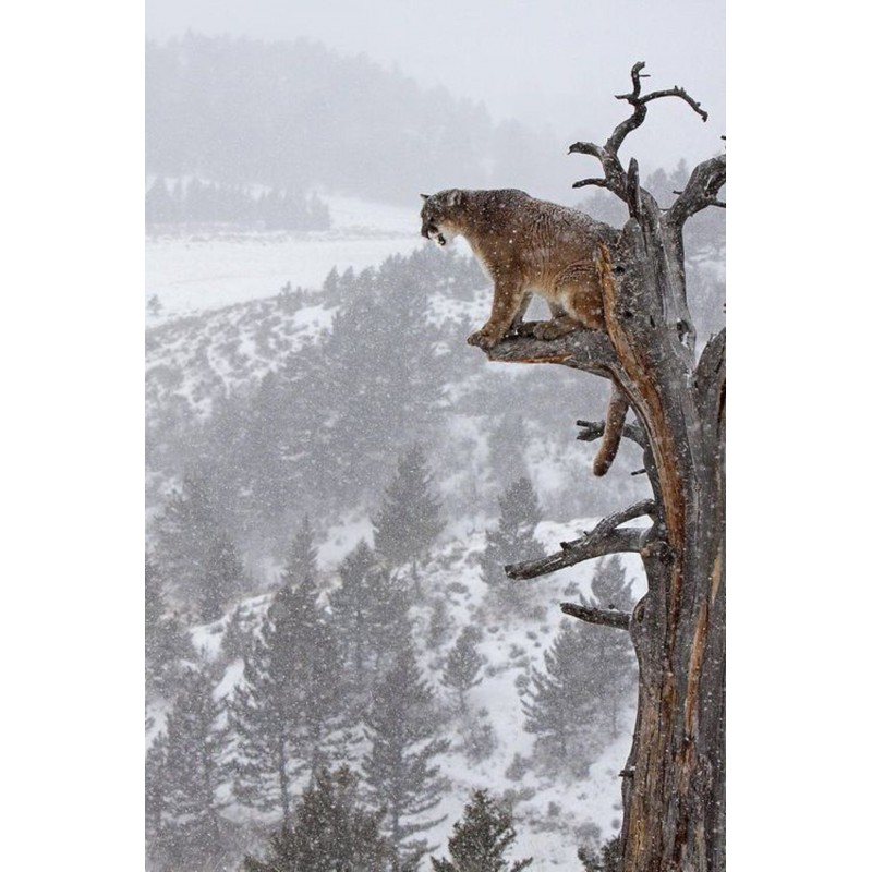 Mountain Lion on Tre...