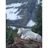 Mountain Goat - Diamond Painting Kit