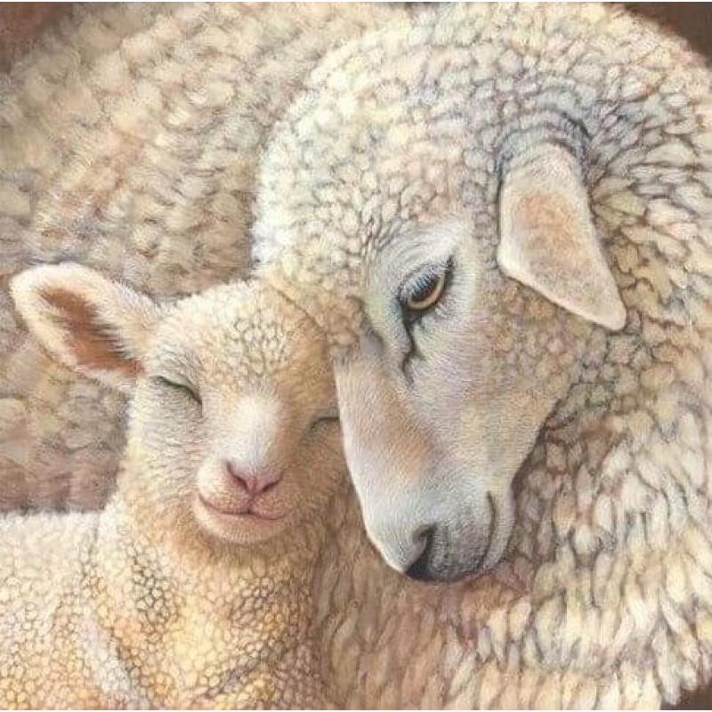 Mother Sheep with Ba...