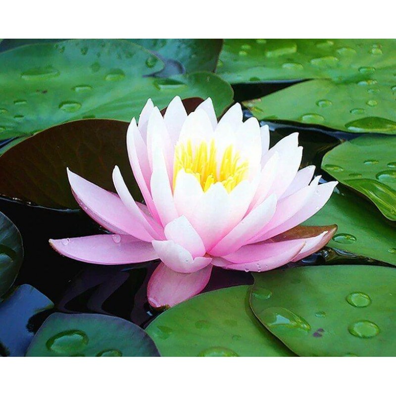 Lotus Flower Diamond...
